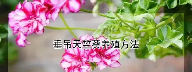 垂吊天竺葵养殖方法