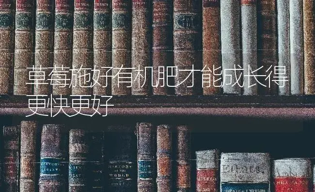 草莓施好有机肥才能成长得更快更好 | 果木种植