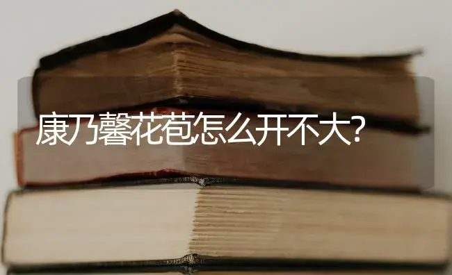 康乃馨花苞怎么开不大？ | 绿植常识