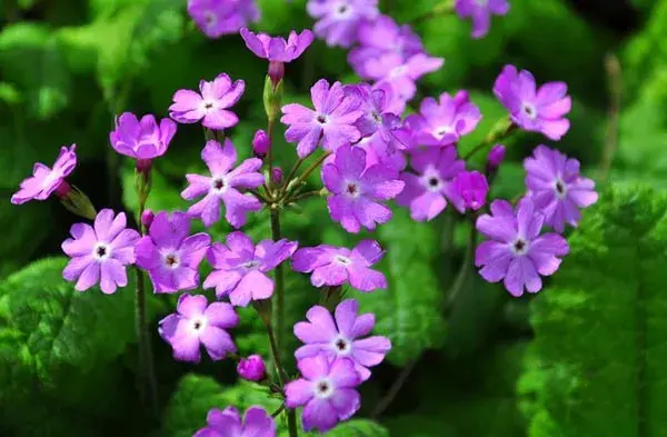 樱花草的花语|樱花草图片欣赏