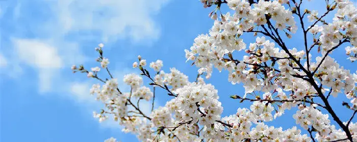 木香花的花语 木香花的花语有哪些