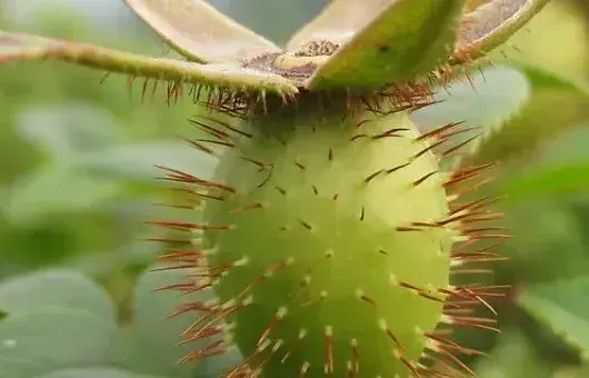 金樱子种子的种植与管理