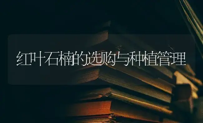 红叶石楠的选购与种植管理 | 特种种植