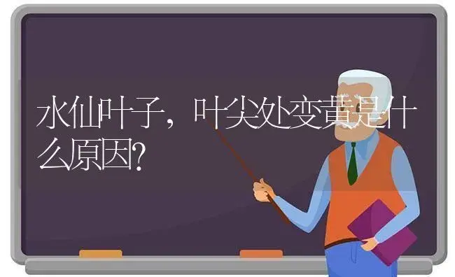 水仙叶子，叶尖处变黄是什么原因？ | 绿植常识