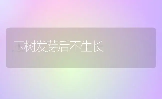 玉树发芽后不生长 | 多肉养殖