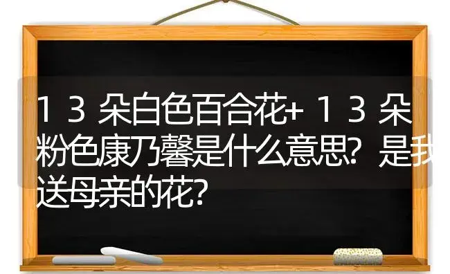 13朵白色百合花+13朵粉色康乃馨是什么意思?是我送母亲的花？ | 绿植常识