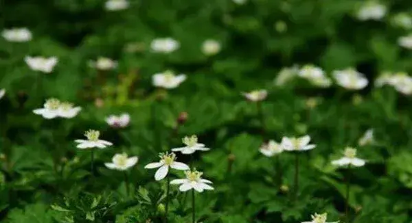 什么花的花语是想念你 代表想念的花(蔷薇代表爱的思念)