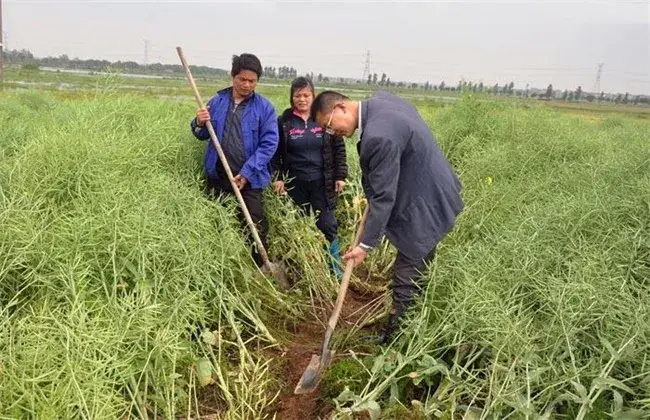 油菜栽培的田间管理