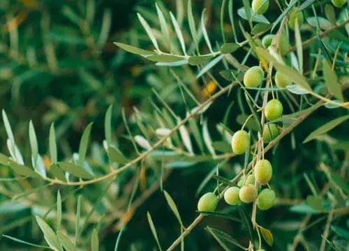 表示积极向上的花 花语是积极向上的花