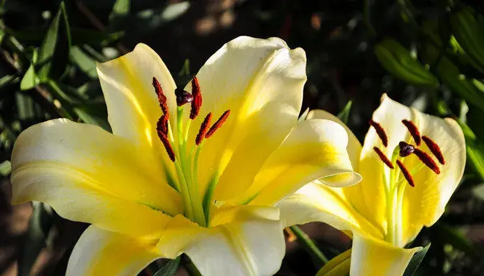 百合花的花语 百合花的花语是什么