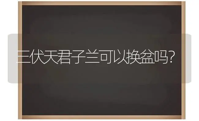 三伏天君子兰可以换盆吗？ | 绿植常识