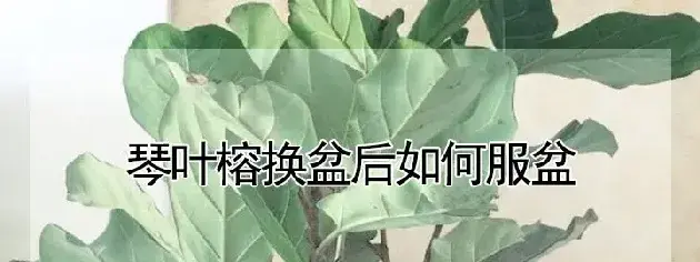 琴叶榕换盆后如何服盆