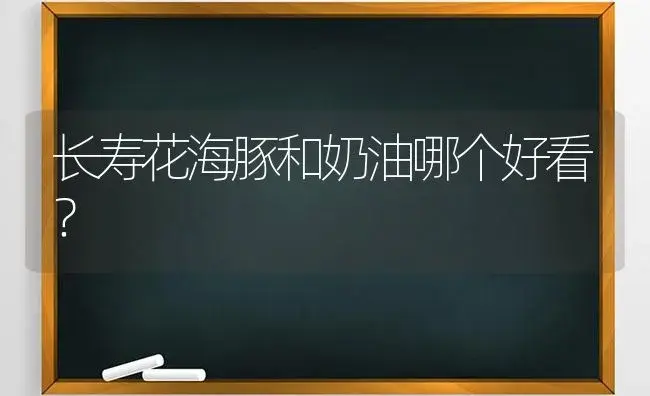 长寿花海豚和奶油哪个好看？ | 多肉养殖