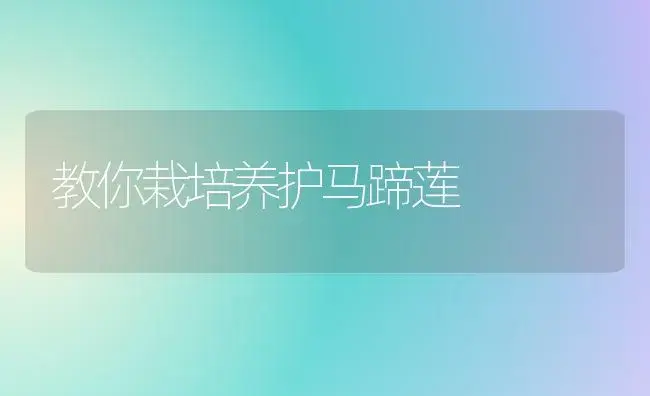 教你栽培养护马蹄莲 | 家庭养花