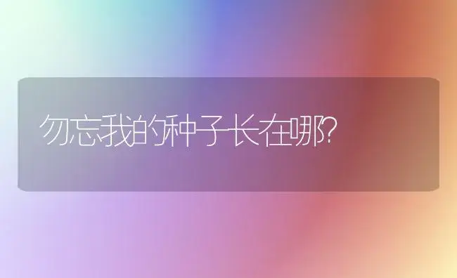 勿忘我的种子长在哪？ | 绿植常识