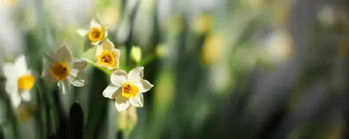 水仙花的花语和象征是什么 水仙花的花语和象征