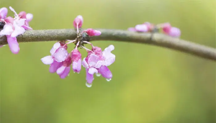 紫荆花的花语