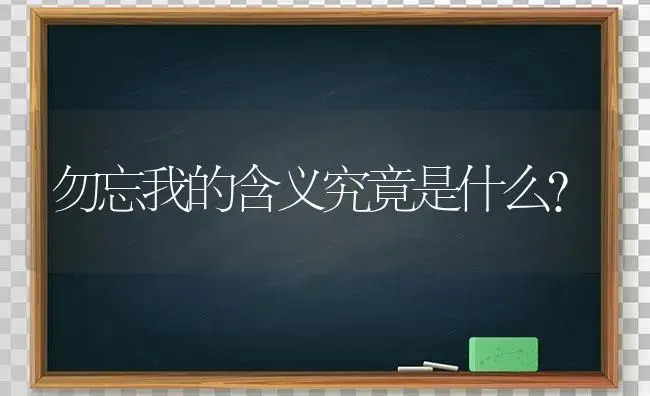 勿忘我的含义究竟是什么？ | 绿植常识