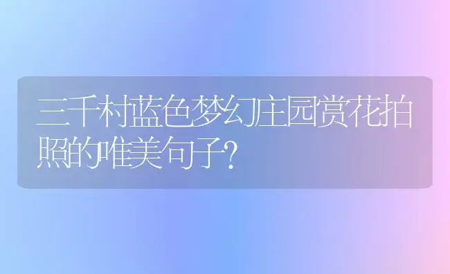 三千村蓝色梦幻庄园赏花拍照的唯美句子？ | 绿植常识