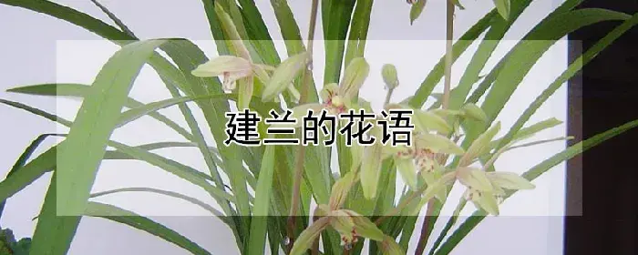 建兰的花语