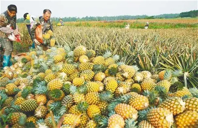 香水菠萝栽培技术