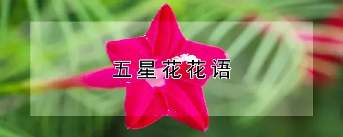 五星花花语