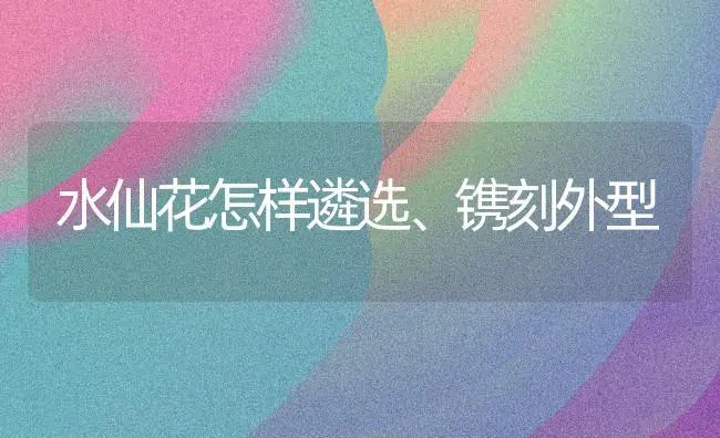 苏铁曲纹的紫灰蝶 | 家庭养花