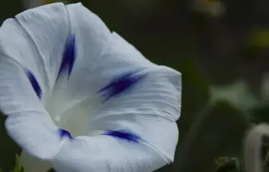 牵牛花冬天在室外根能冻死吗