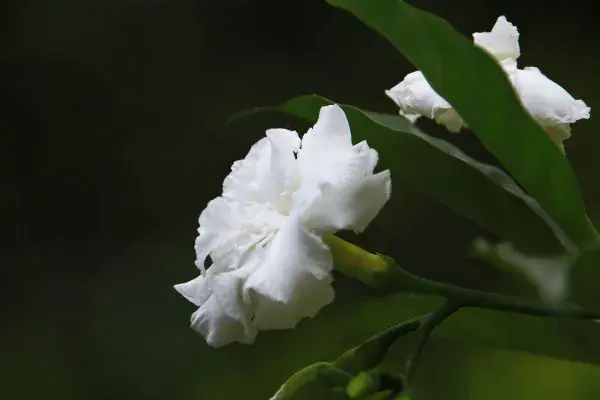 枙子花的花语：坚强，喜悦