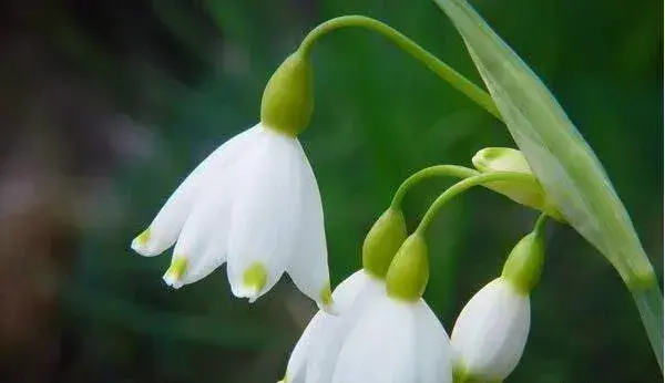 雪滴花的花语是什么 勇往直前的力量与希望_花语大全