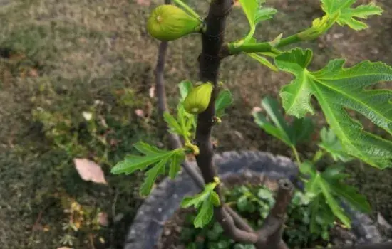 盆景养护管理 | 无花果落花落果怎么预防