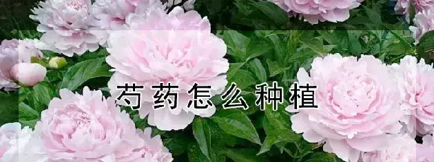 芍药怎么种植