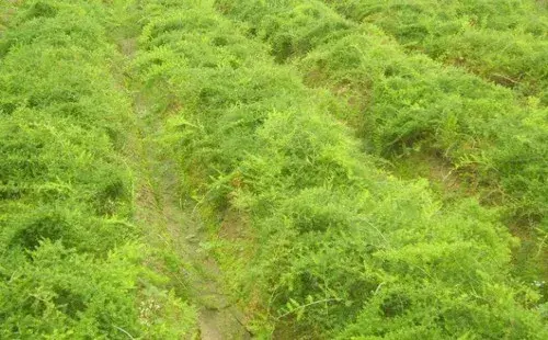 花卉果蔬盆景 | 天门冬的种植方法