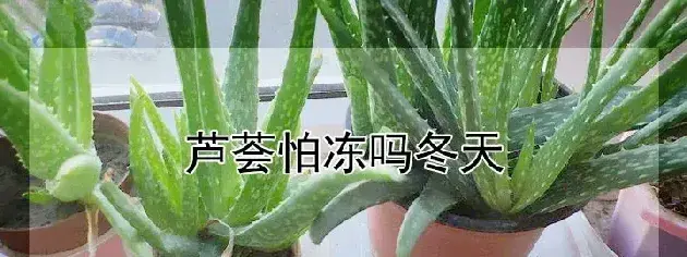 芦荟怕冻吗冬天