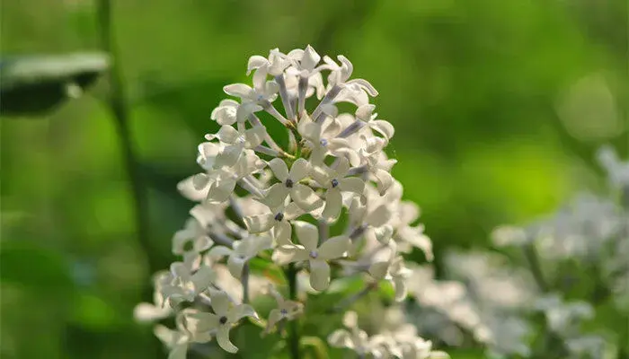 丁香花花语 丁香花花语寓意