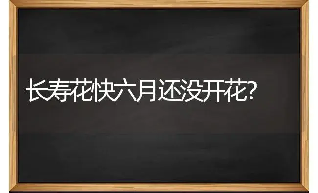 长寿花快六月还没开花？ | 多肉养殖