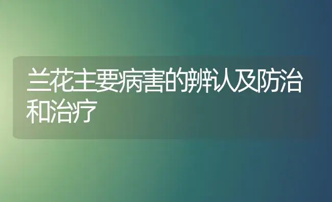 兰花主要病害的辨认及防治和治疗 | 家庭养花