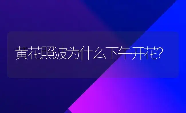 黄花照波为什么下午开花？ | 多肉养殖