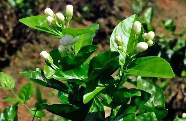 茉莉花5月份被修剪光杆了怎样发芽？