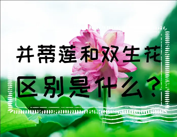 并蒂莲和双生花的区别是什么？