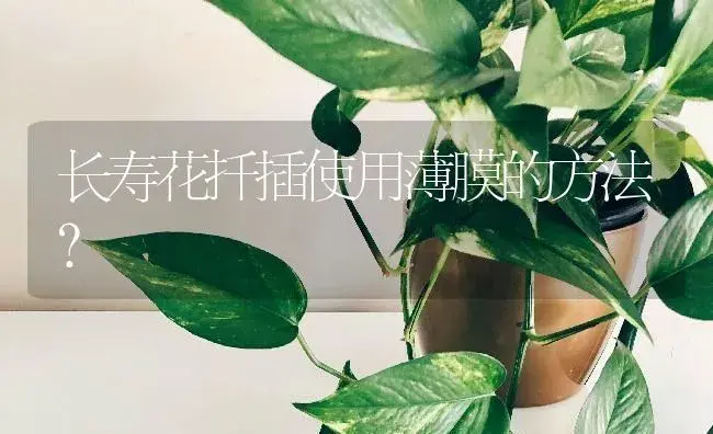 长寿花扦插使用薄膜的方法？ | 多肉养殖