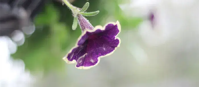 牵牛花的花语和传说 牵牛花的寓意和象征