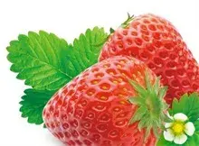 长丰县草莓苗供不应求
