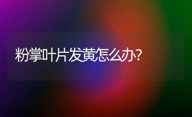 粉掌叶片发黄怎么办？ | 家庭养花