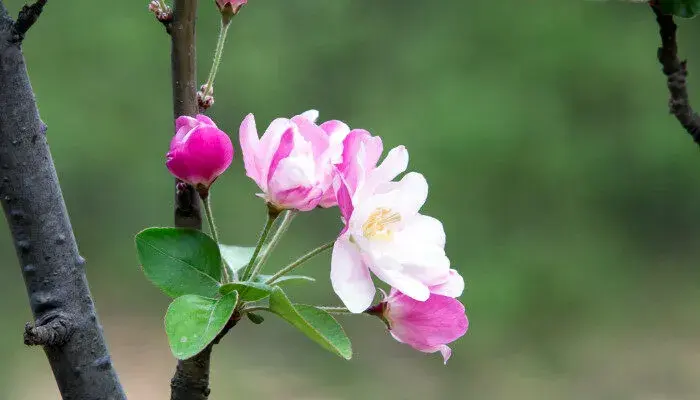 海棠花语是什么 海棠有什么花语