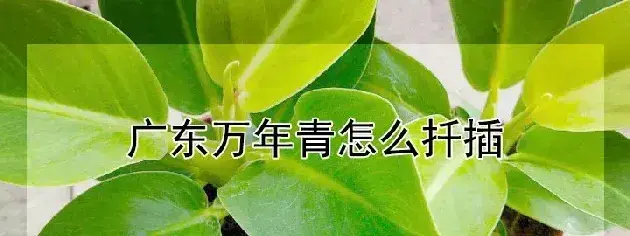 广东万年青怎么扦插