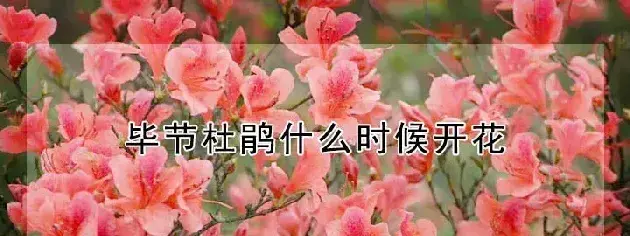 毕节杜鹃什么时候开花