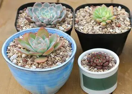 盆景知识 | 多肉植物上盆步骤