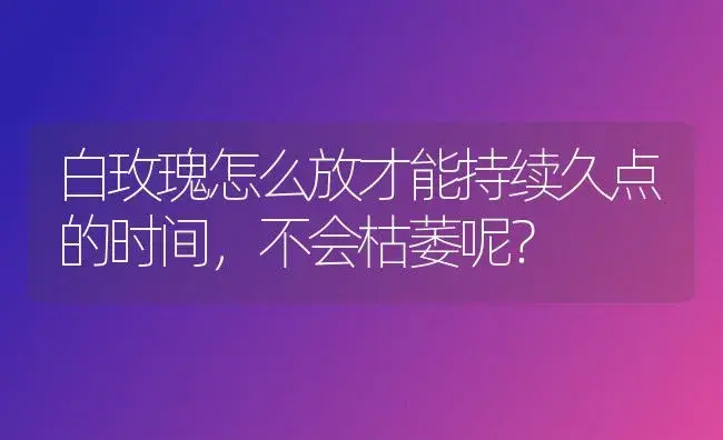 白玫瑰怎么放才能持续久点的时间，不会枯萎呢？ | 绿植常识