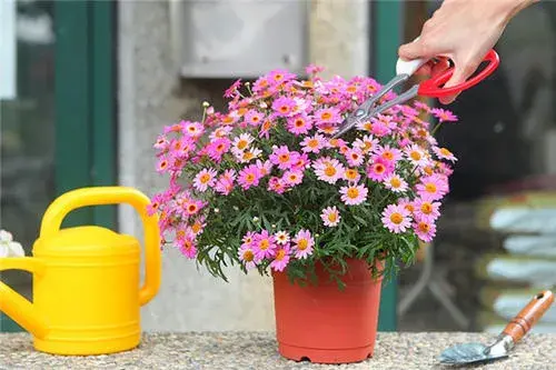 水瓶座的真正守护花 花语是幸运的花